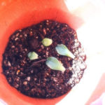 【番外編】green thumbを日本語で言うと