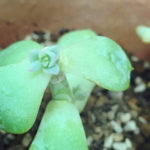 ヤマちゃんの、社長!そんな多肉が育ってます!