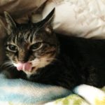 明日はハロウィン