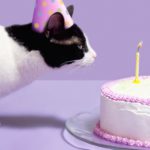 Balthazar the Cat