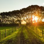 Field of Dreams: If you build it, he will come