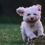 If animals could talk, what would they say?