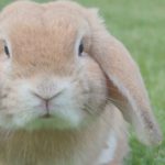 If animals could talk, what would they say?