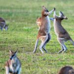 Life in the Land Down Under