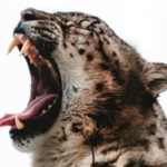 I Am Woman, Hear Me Roar