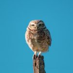 Ruminations of a Night Owl