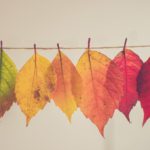 Seasonal Transitions