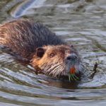 Busy Little Beaver