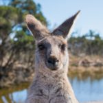 Melbourne: The World’s Most Liveable City