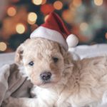What was your best Christmas ever?