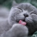 Cat Facts