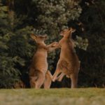 Australian Stereotypes: Facts and Myths