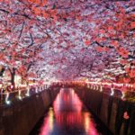 Cherry blossom days