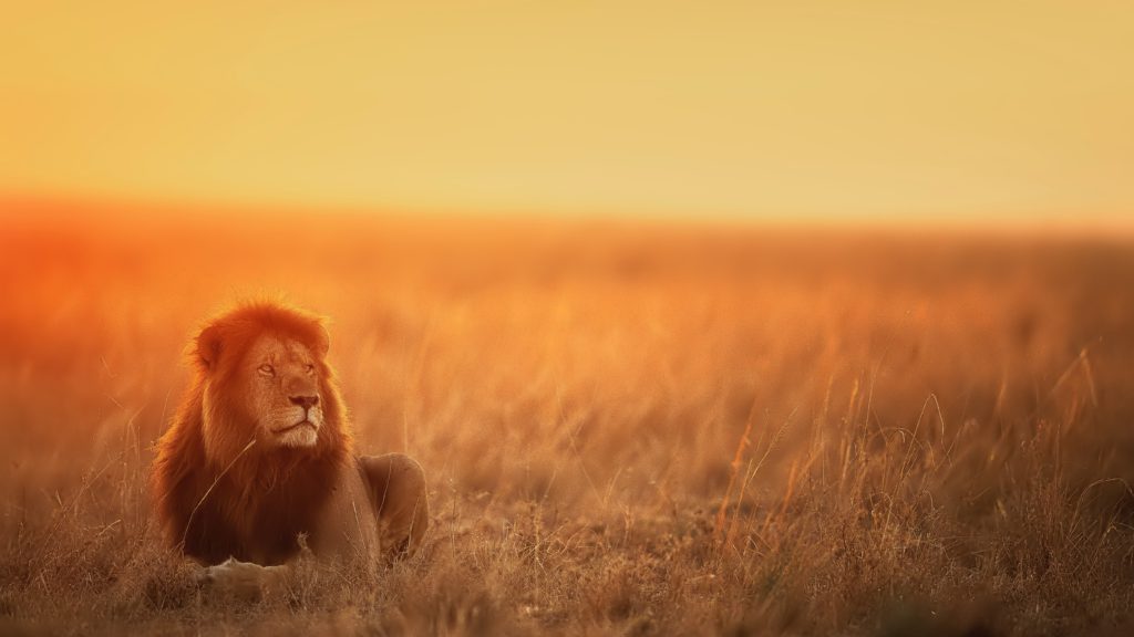 The Lion King: A Comparison Between Old and New