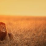The Lion King: A Comparison Between Old and New