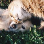 Are you a cat person or a dog person?