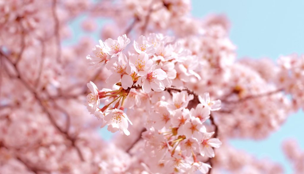 教科書に出てこない英語フレーズ　「花粉症編！」