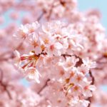 教科書に出てこない英語フレーズ　「花粉症編！」