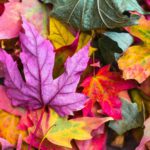 The best thing about the fall in Japan