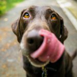 Why Dogs are Better than Cats