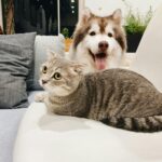 Woof or Meow?