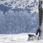 Exploring Toyama during Winter Vacation