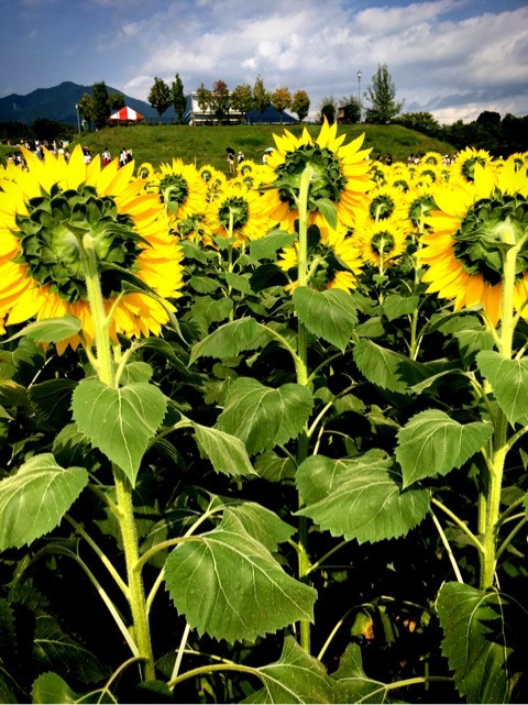 {1A7DDE6F-DE03-4537-8140-488F5256731F}