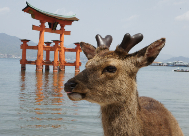 $ヤマちゃんの、社長!そんな英語はありません!
