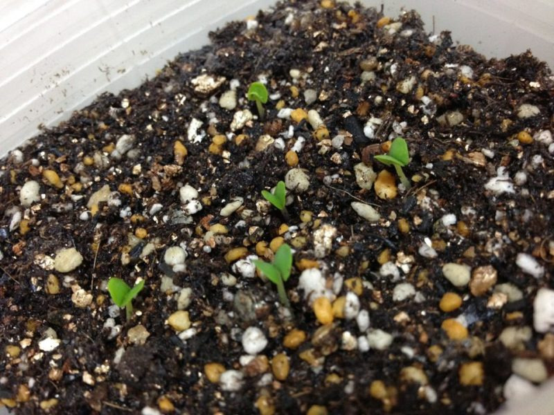 $ヤマちゃんの、社長!そんな英語はありません!