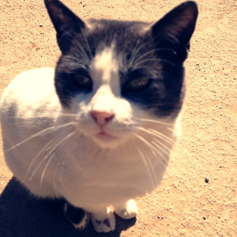 $ヤマちゃんの、社長！そんな英語はありません！-image